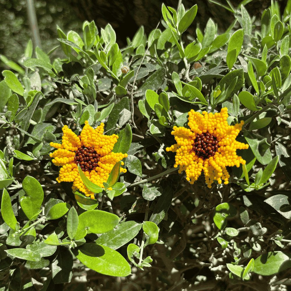 Inicio girasol mediano 2 canva